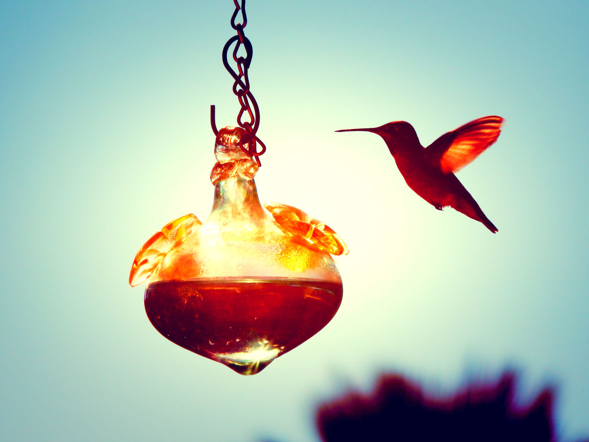 Hummingbirds from backyards and beyond